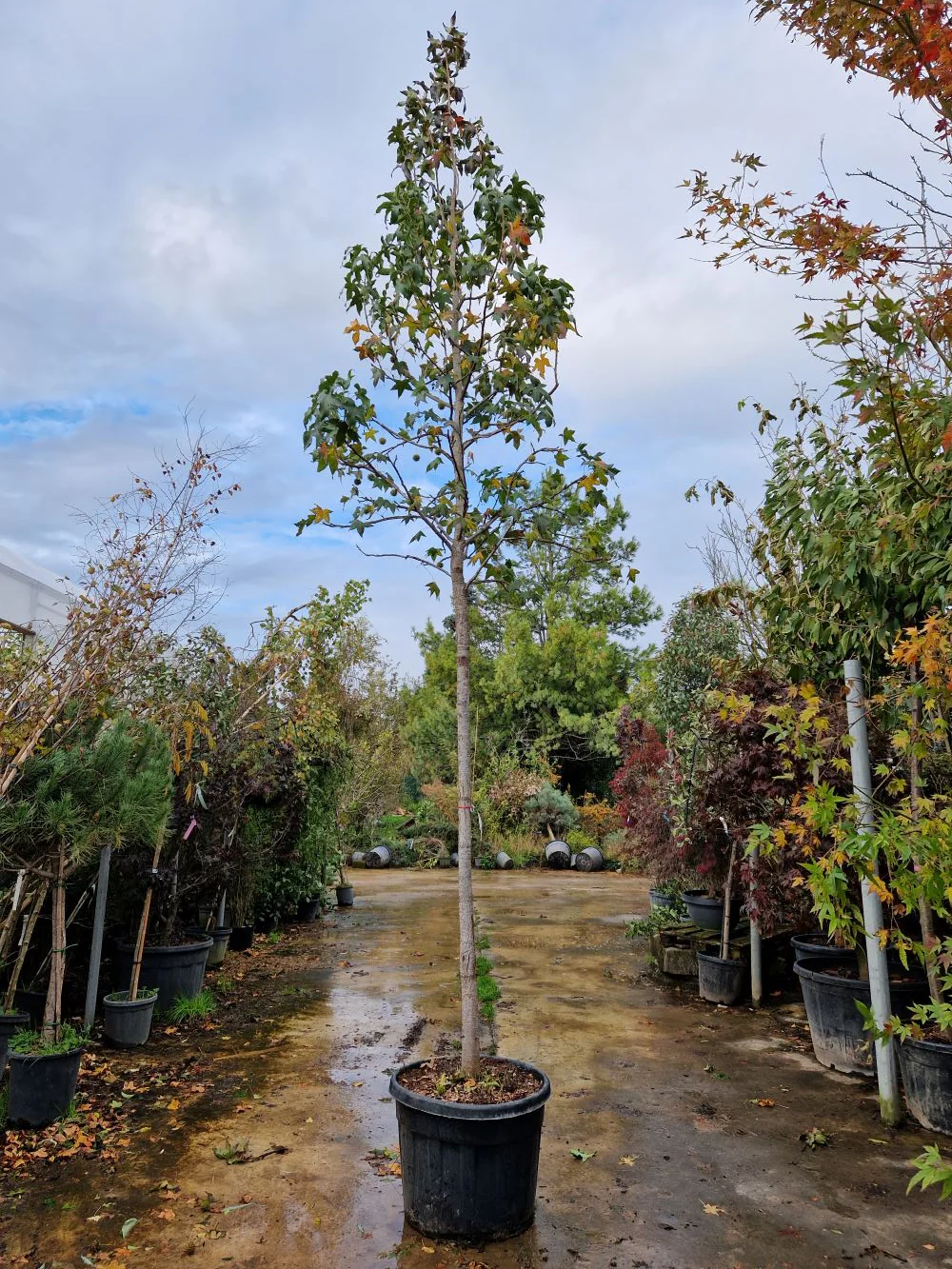 Copalme d'Amérique en tige (Liquidambar Styraciflua) - Image 6