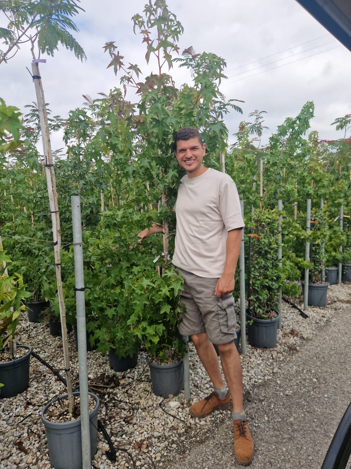Copalme d'Amérique en tige (Liquidambar Styraciflua) - Image 7