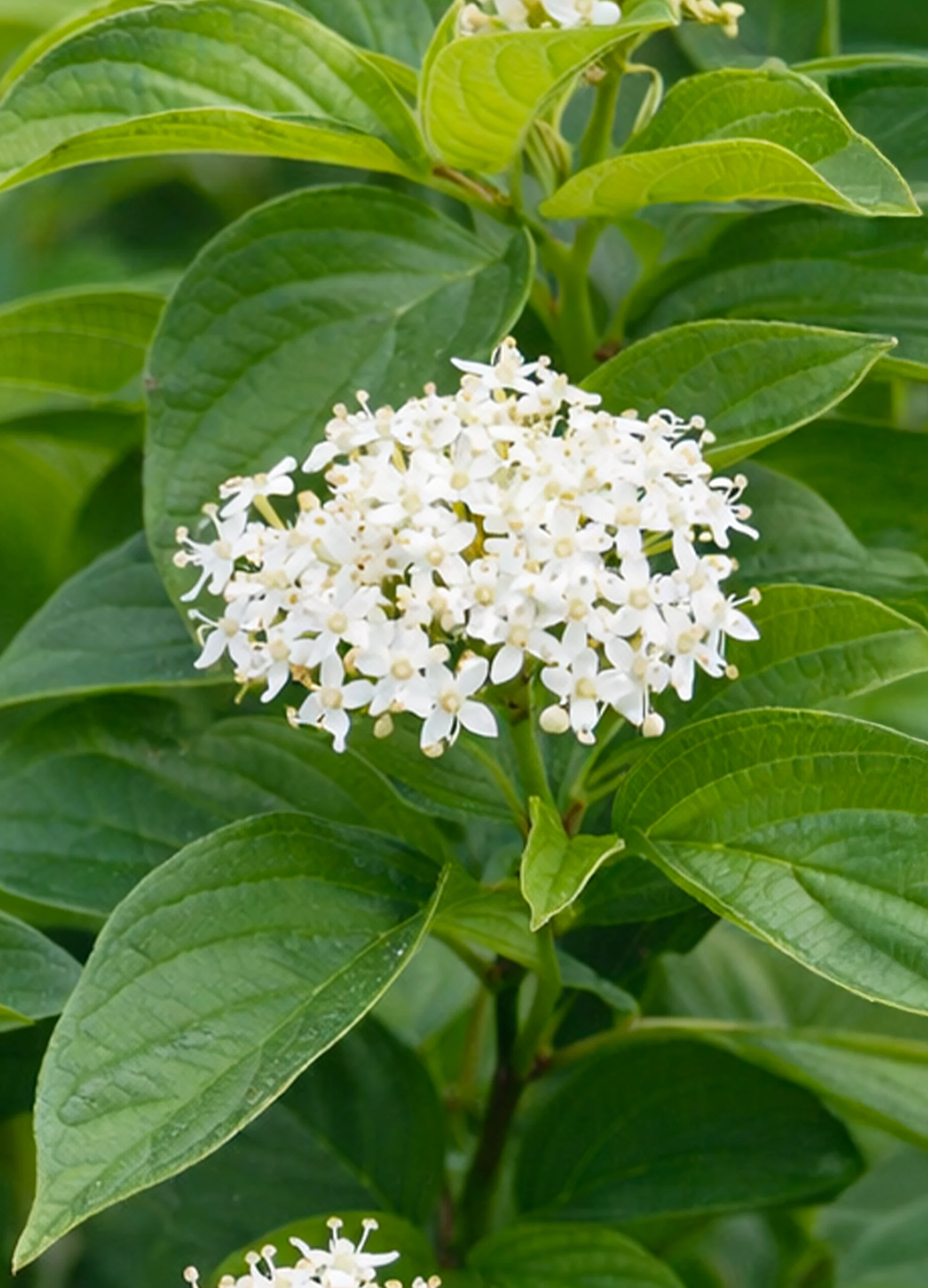Cornouiller à Bois Jaune (Cornus sericea ‘Flaviramea’) - Image 3