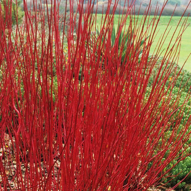 Cornouiller à bois décoratif (Cornus) - Image 3