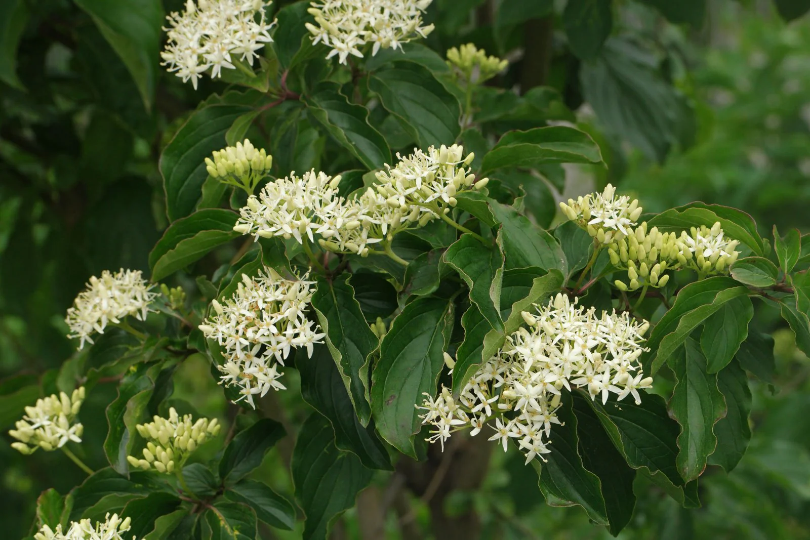 Cornouiller à bois décoratif (Cornus) - Image 4