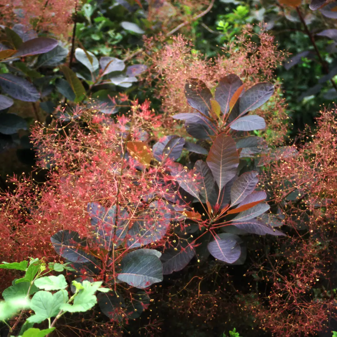 Cotinus - Image 2