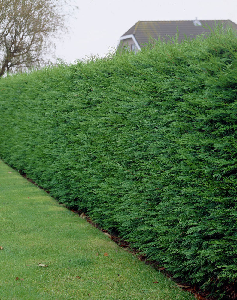 Cyprès Leylandii 2001 - Image 9