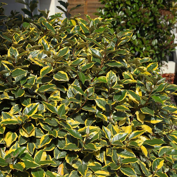 Elaeagnus Ebbingei Viveleg en tige - Image 2