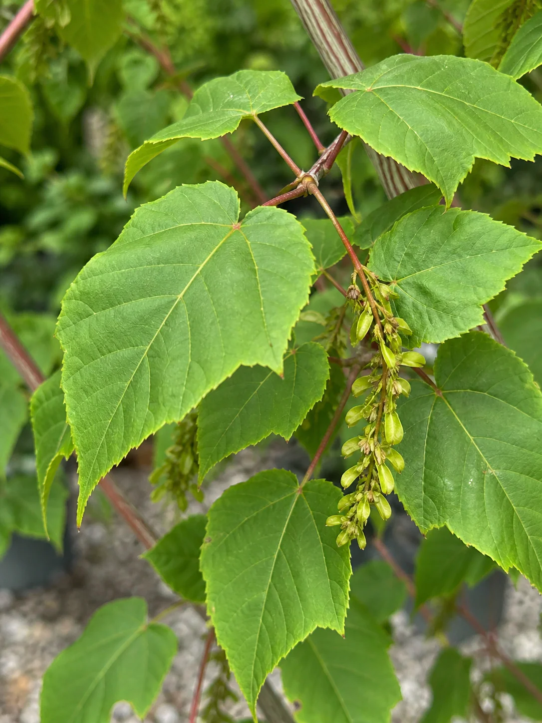 Érable à peau de serpent (Acer davidii) - Image 2