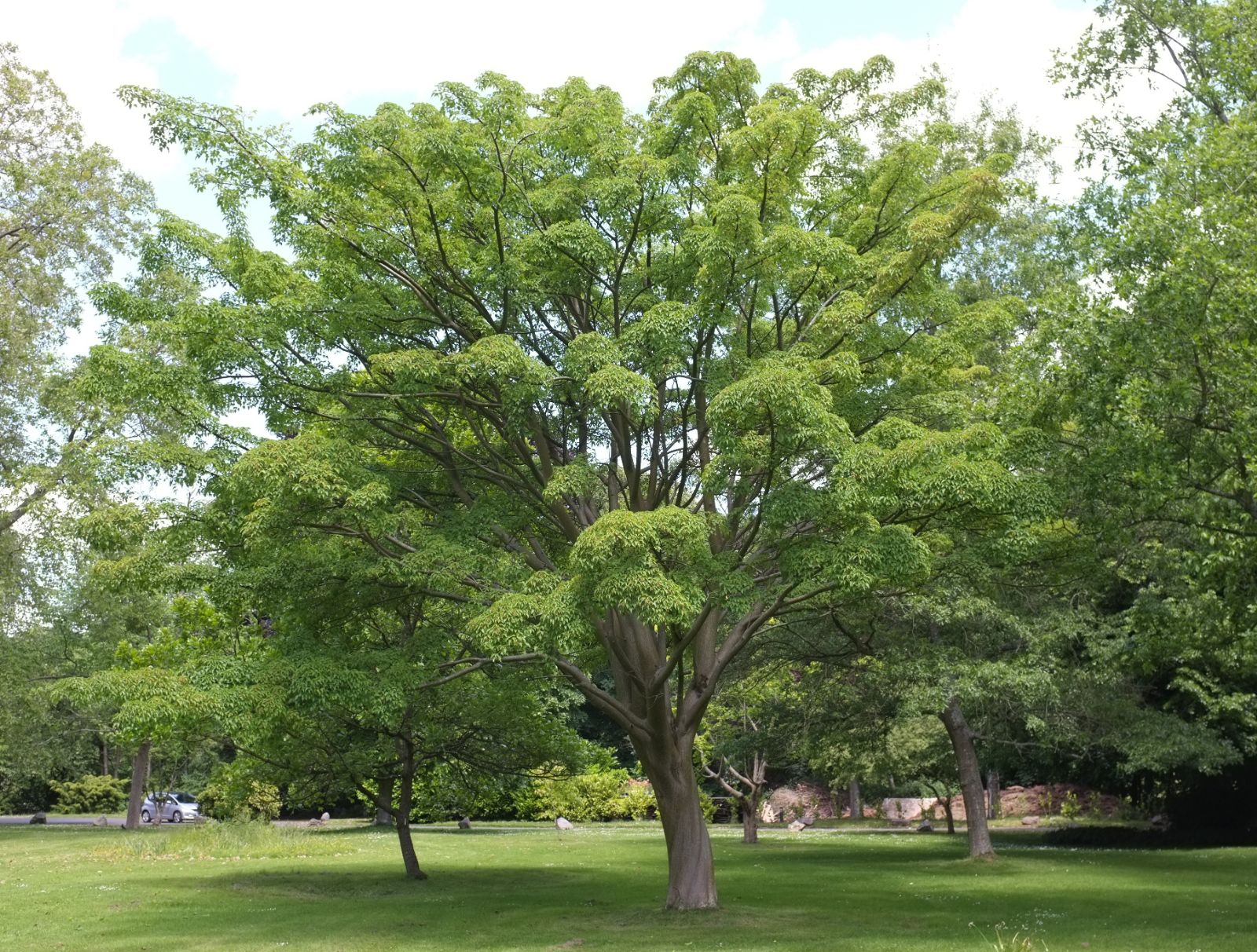 Érable à peau de serpent (Acer davidii) - Image 3