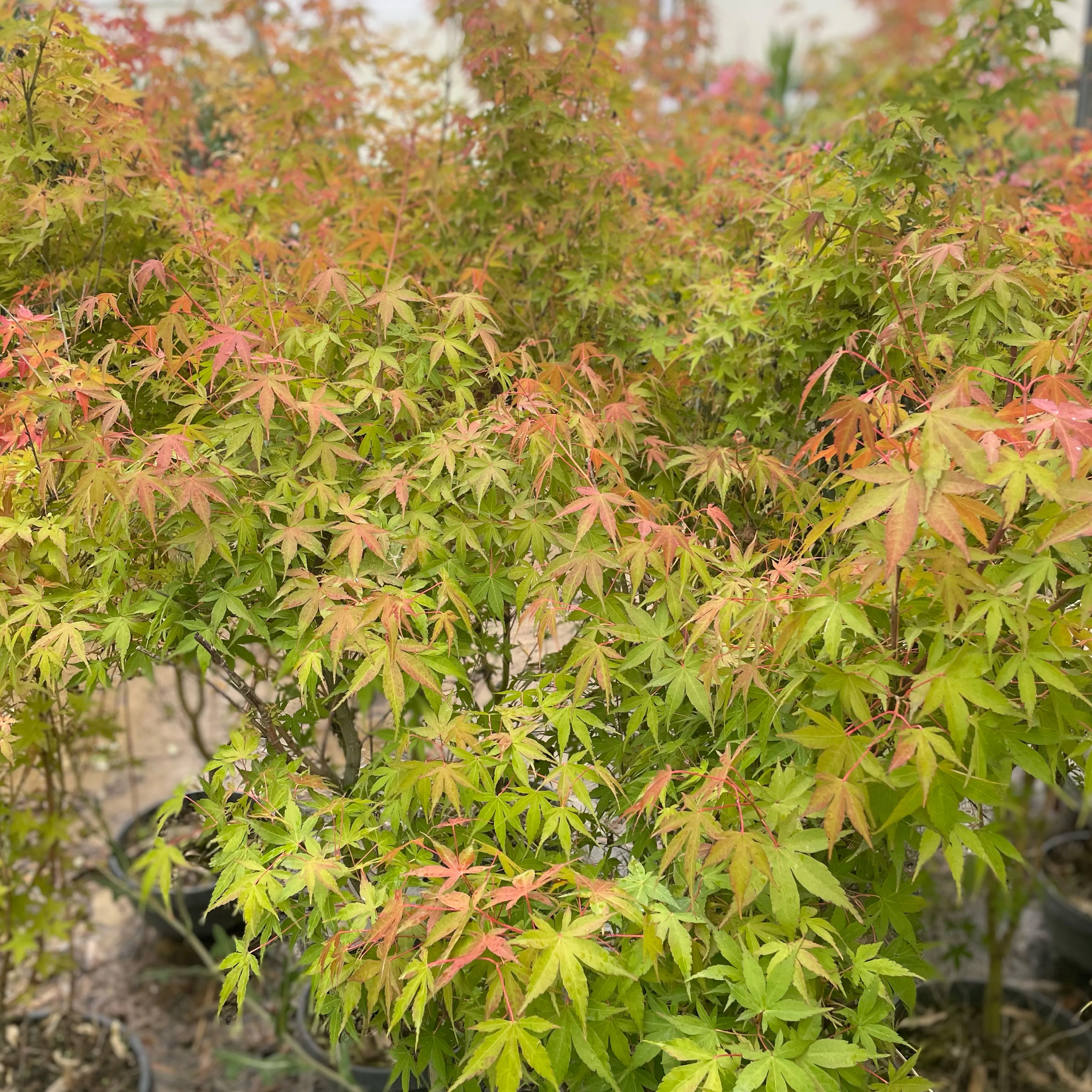 Acer Palmatum Bi-hoo - Image 3