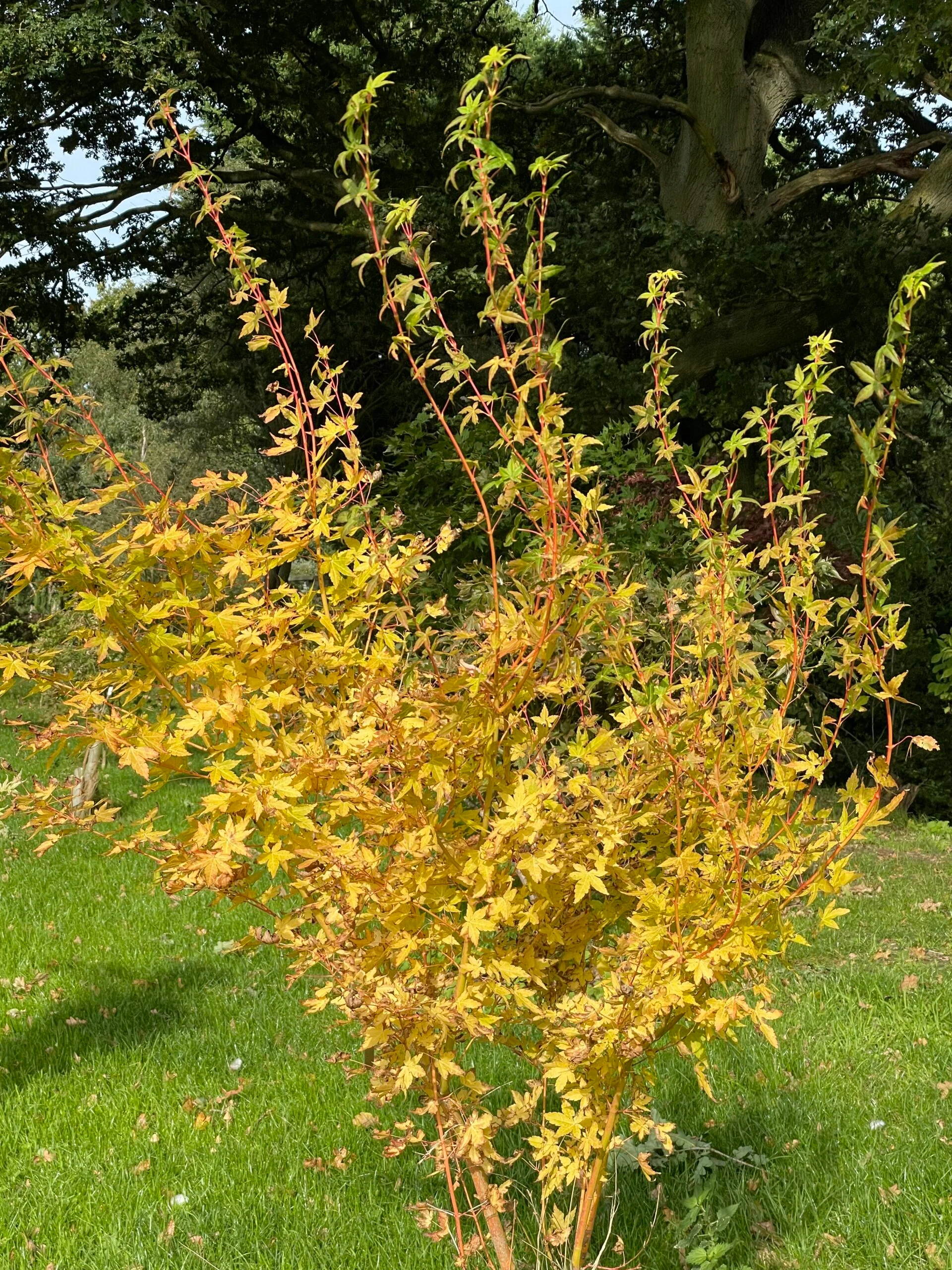 Acer Palmatum Bi-hoo - Image 4