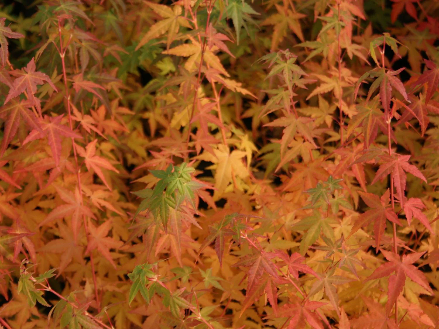 Acer Palmatum Bi-hoo - Image 5