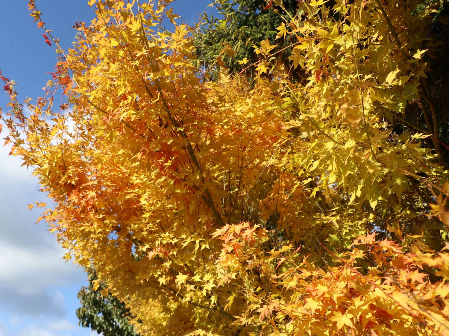 Acer Palmatum Bi-hoo - Image 6