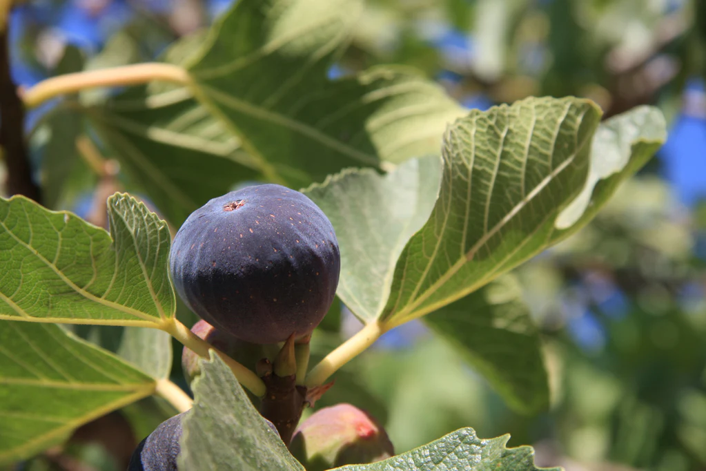 Figuier Grise de Saint-Jean (Ficus carica Grise de Saint Jean) - Image 4