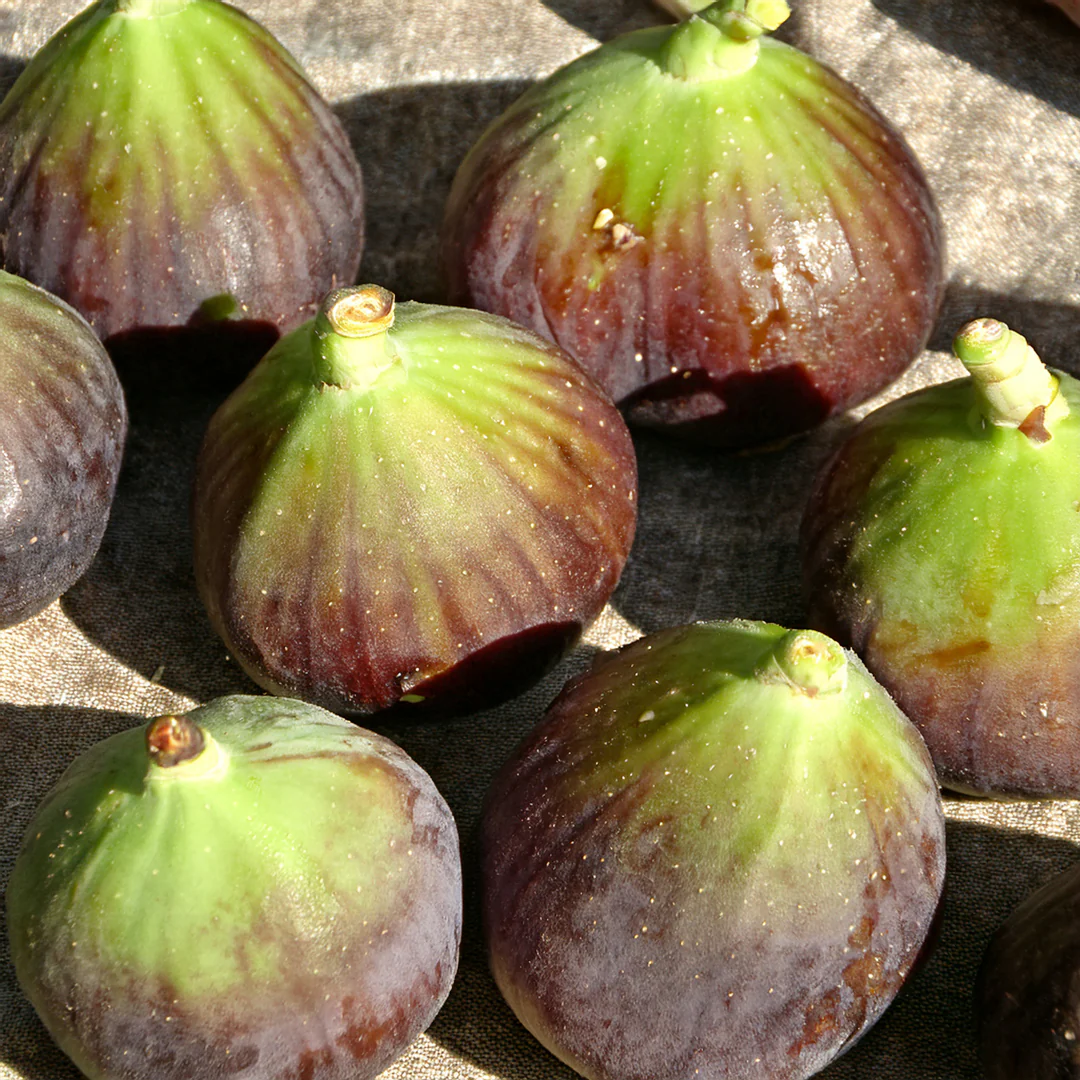 Figuier Goutte d’Or - Image 3