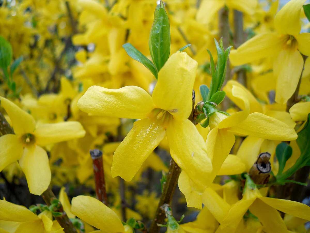 Forsythia - Image 3