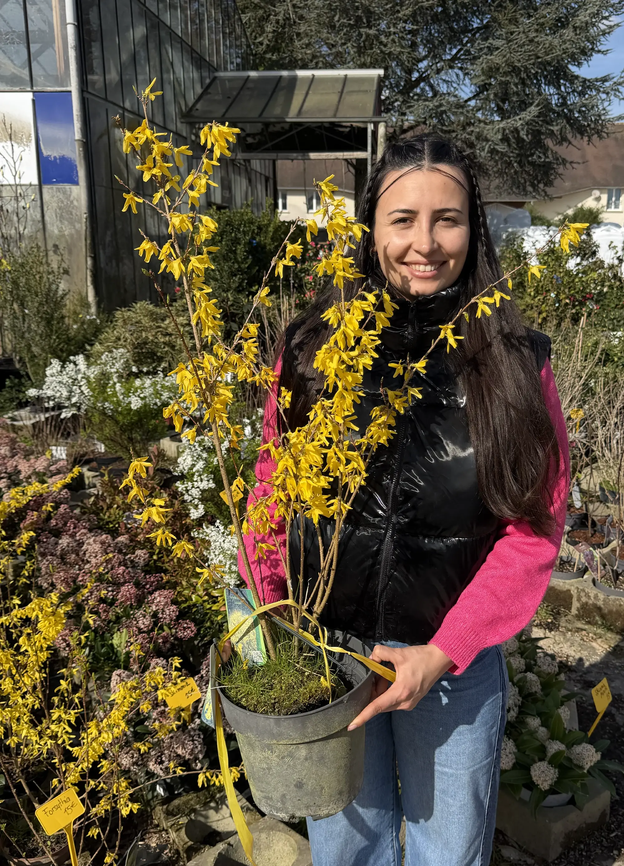Forsythia - Image 4
