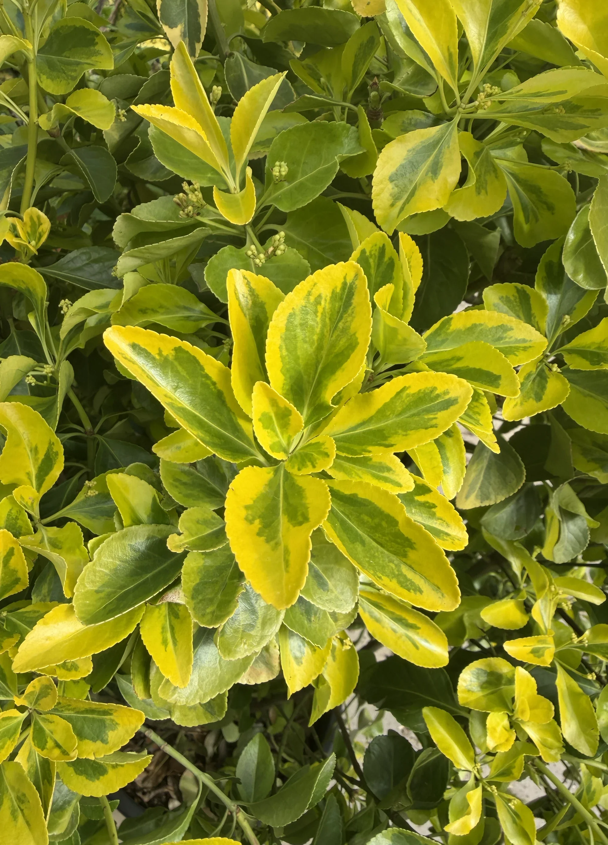 Fusain du Japon 'Aureus' en palissade - Image 2