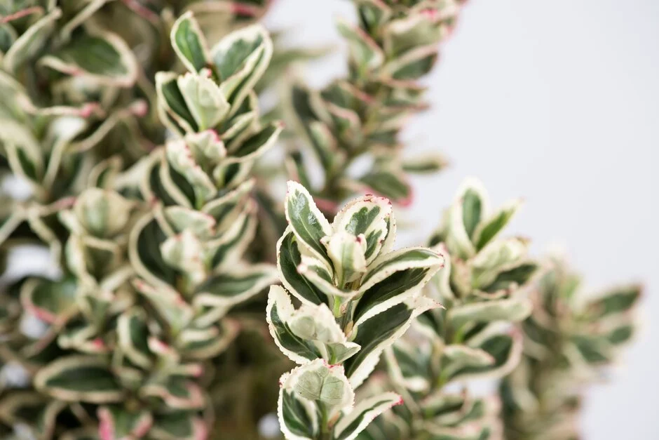 Fusain Nain (Euonymus) - Image 4