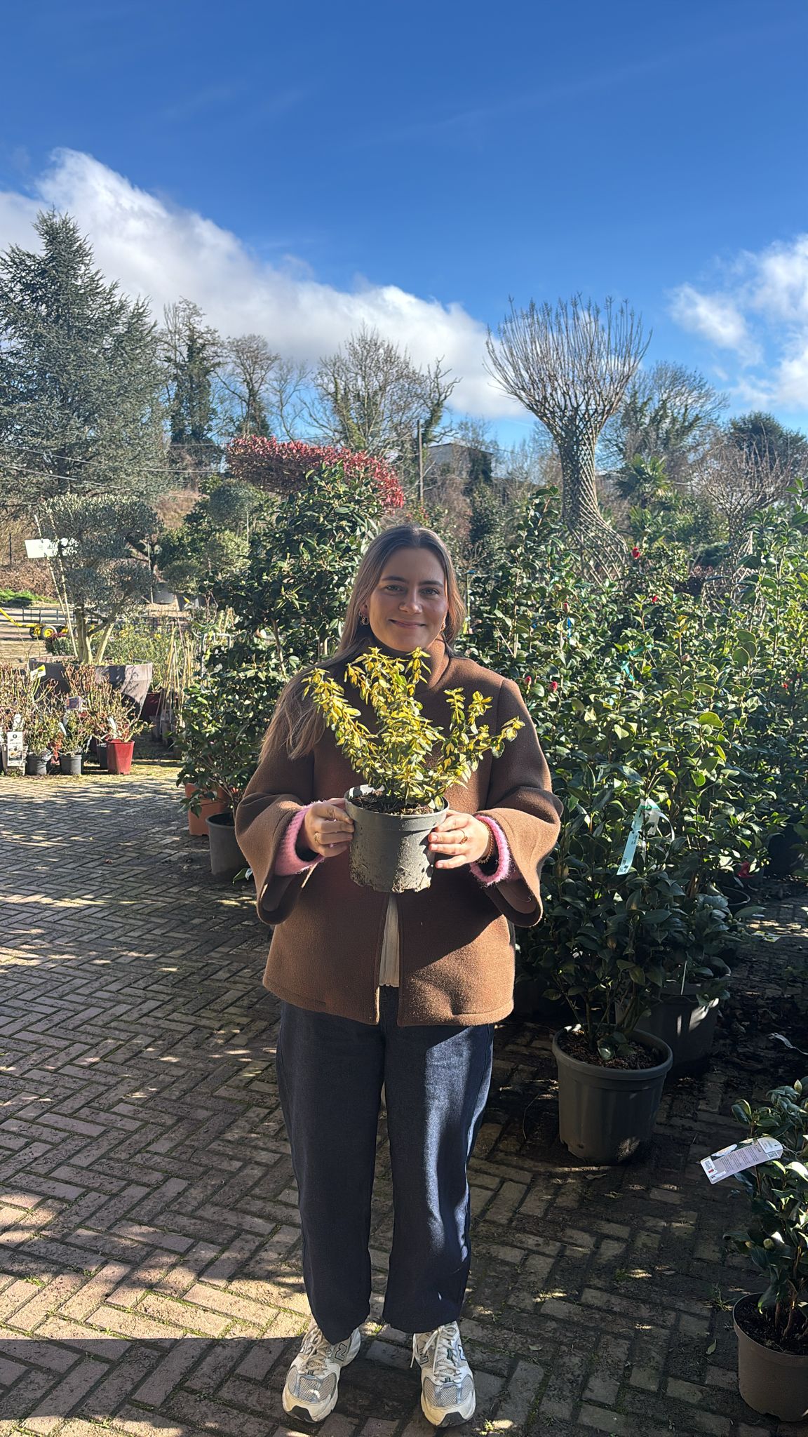 Fusain Nain (Euonymus) - Image 6