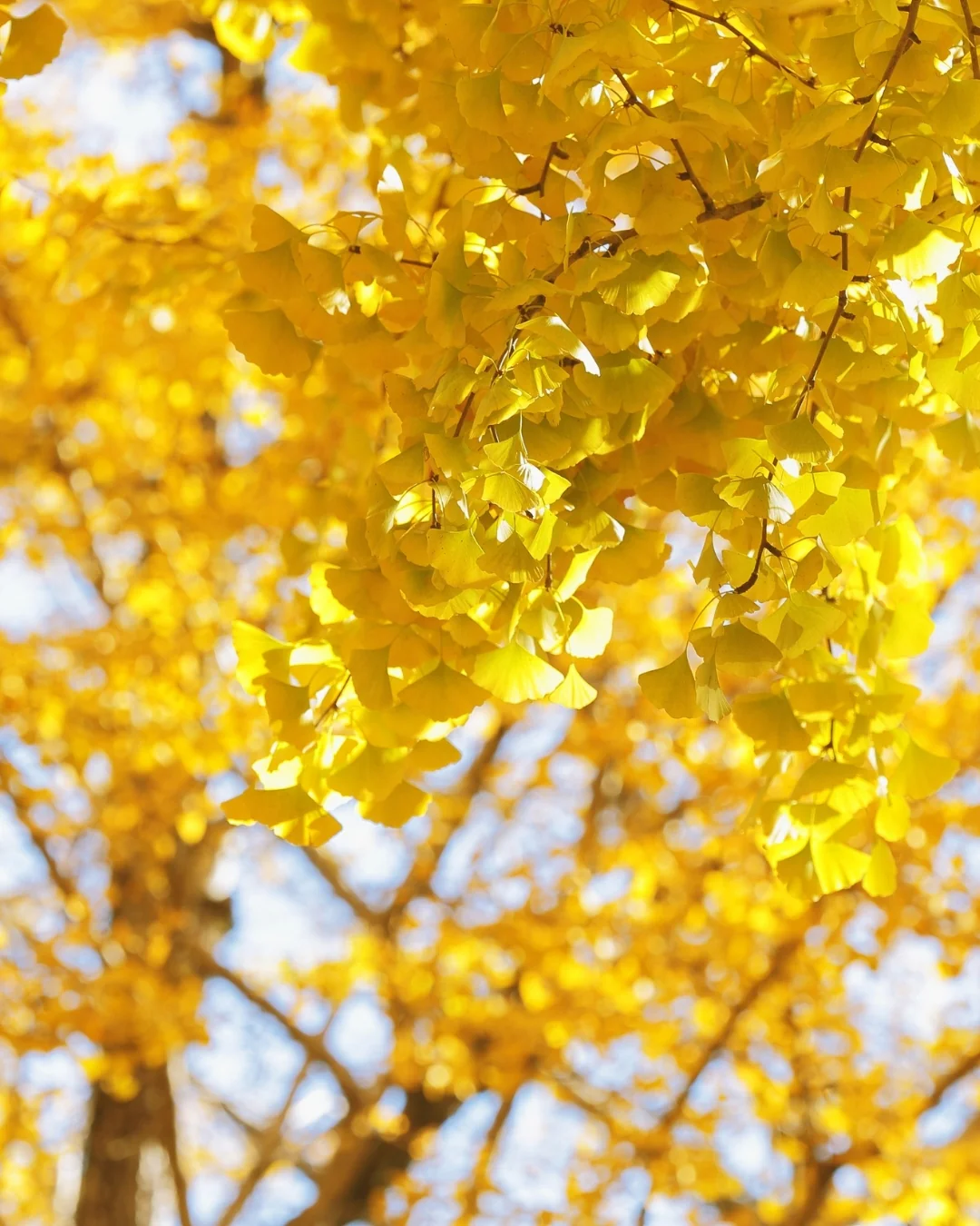 Ginkgo Biloba Fastigé Blagon en touffe - Image 2