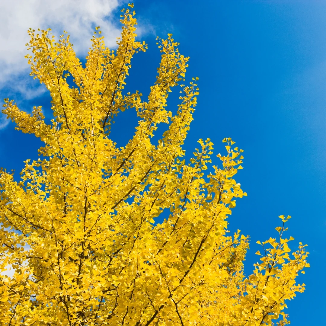 Ginkgo Biloba Fastigé Blagon en touffe - Image 4