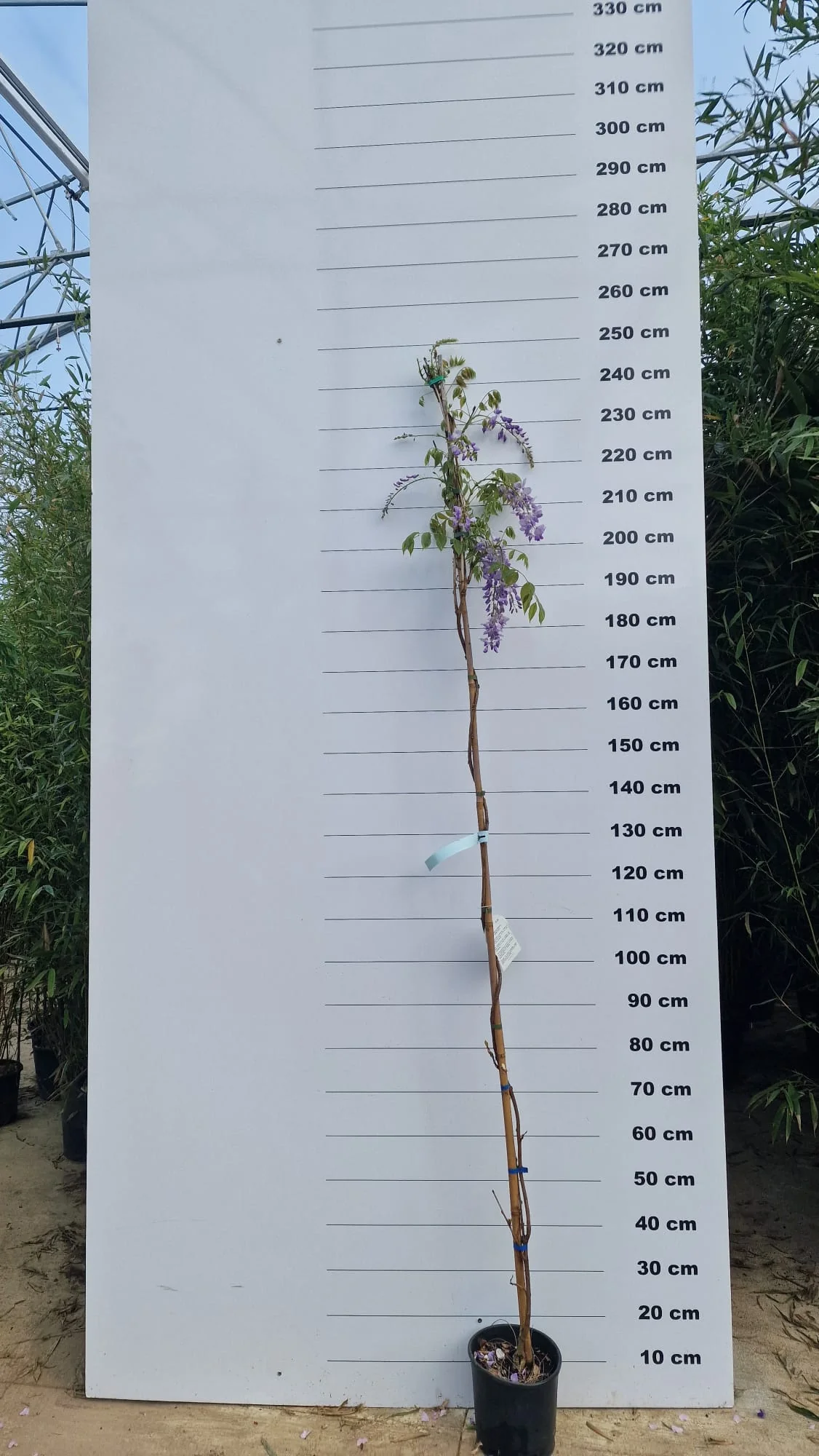Glycine (Wisteria Brachybotrys) - Image 14