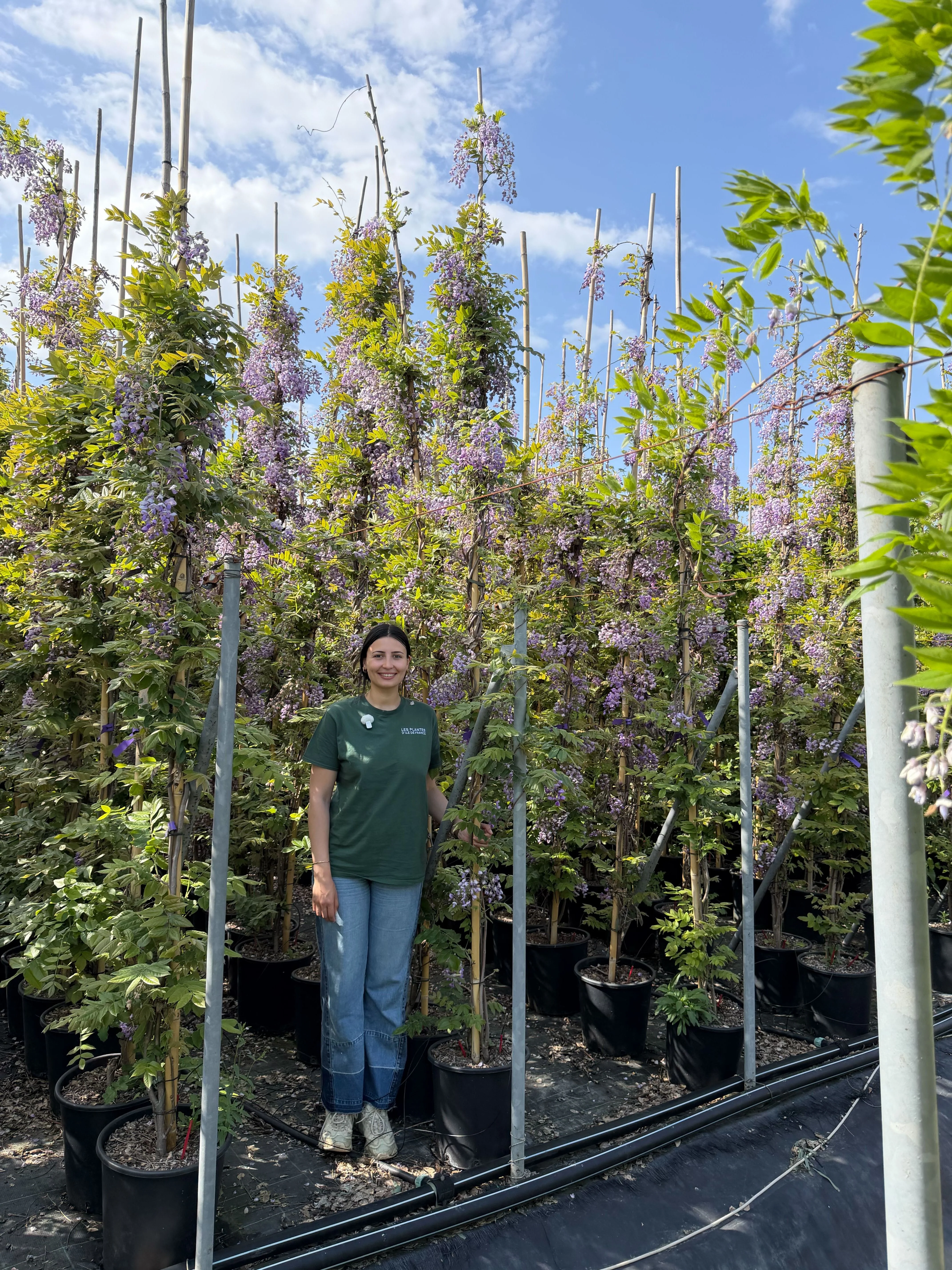 Glycine (Wisteria Brachybotrys) - Image 24