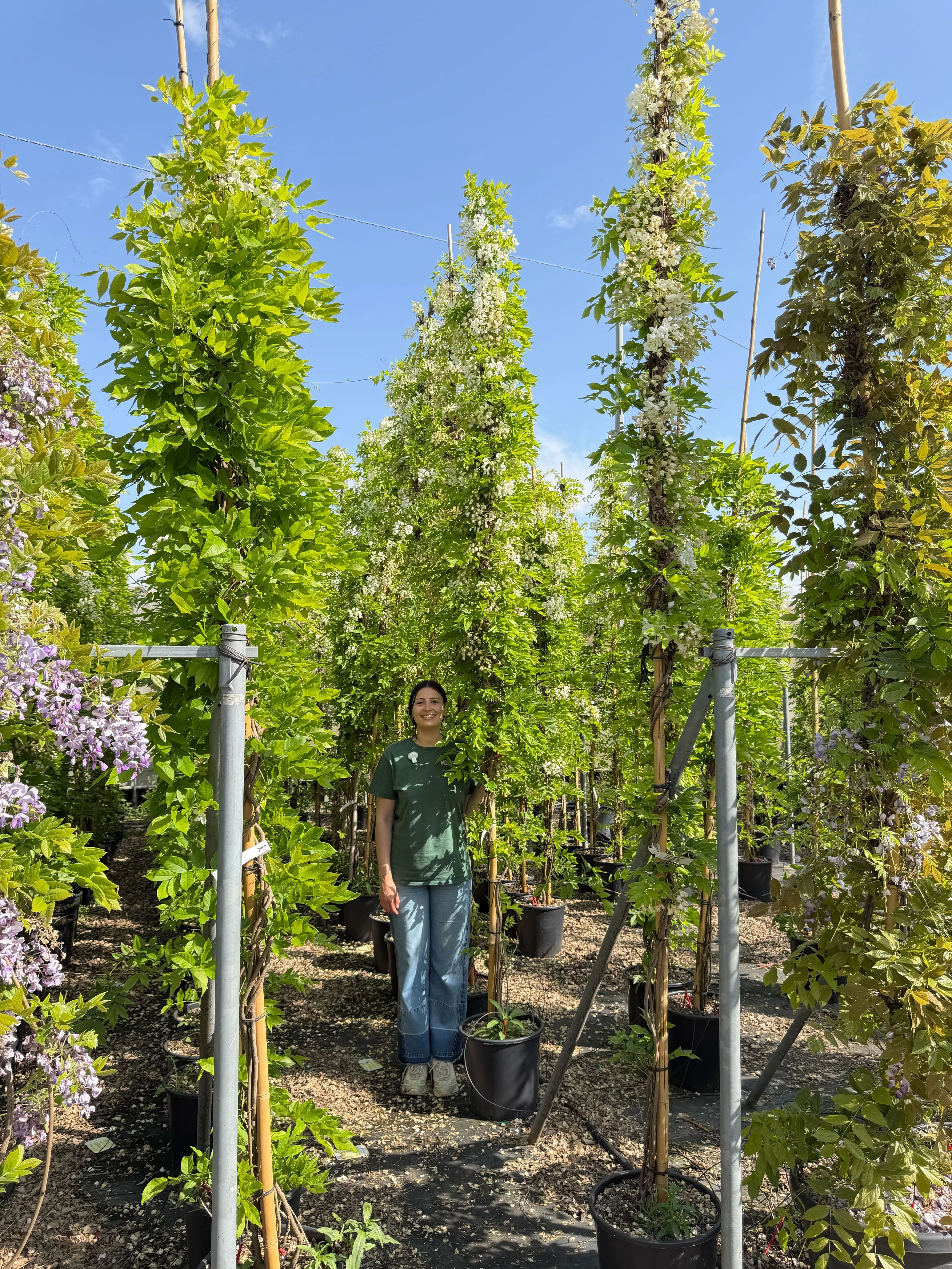 Glycine (Wisteria Brachybotrys) - Image 26