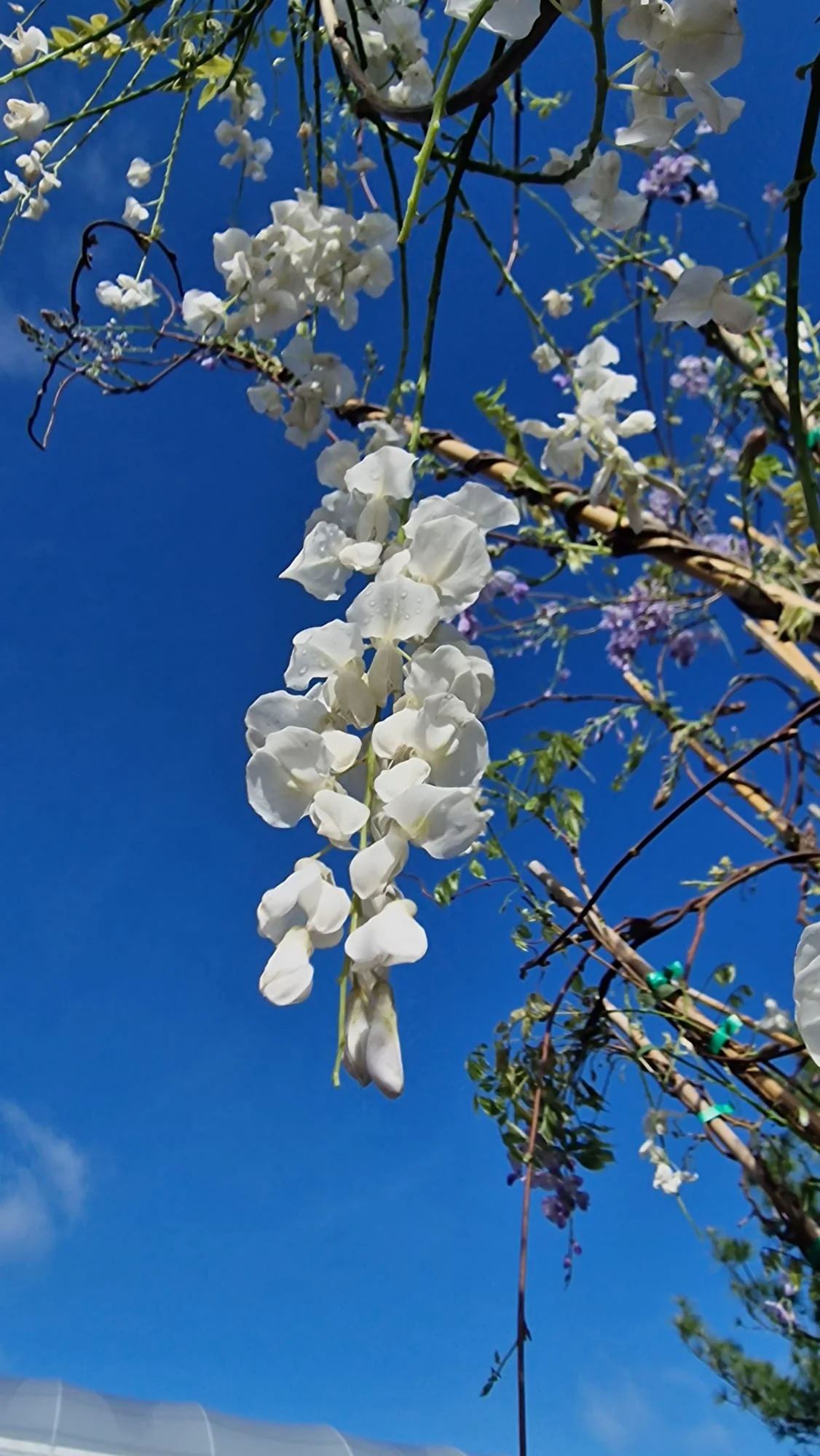 Glycine (Wisteria Brachybotrys) - Image 4