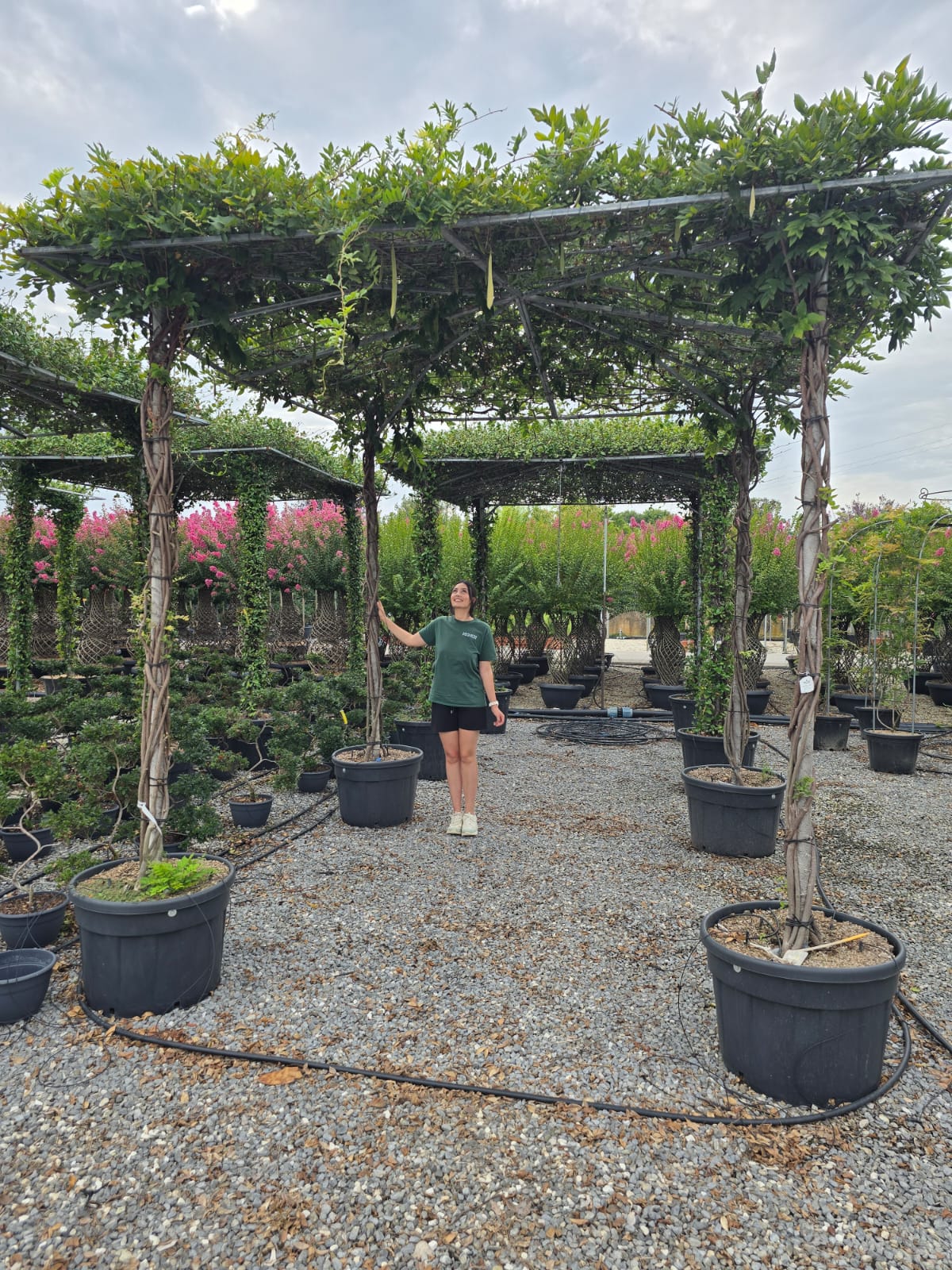 Glycine en Pergola - Image 3