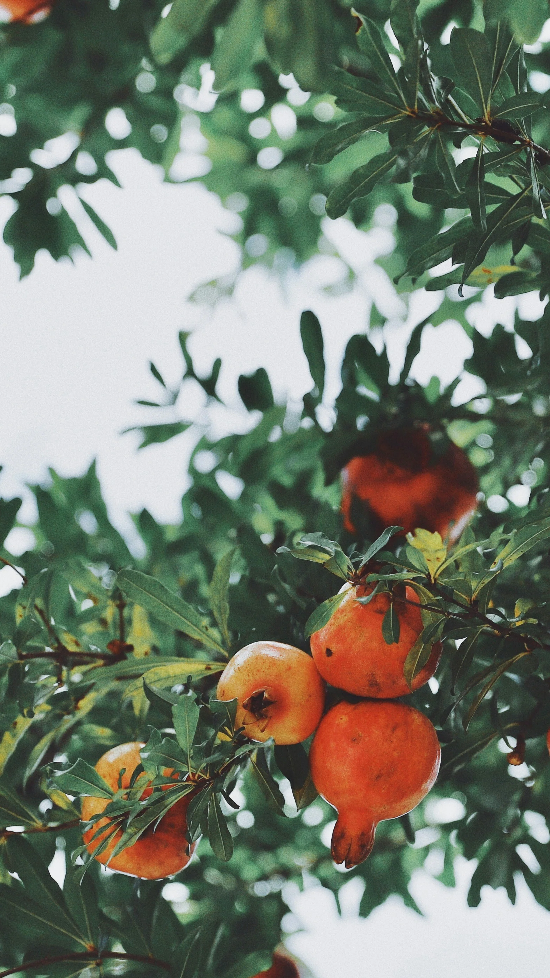 Grenadier (Punica Granatum) - Image 3