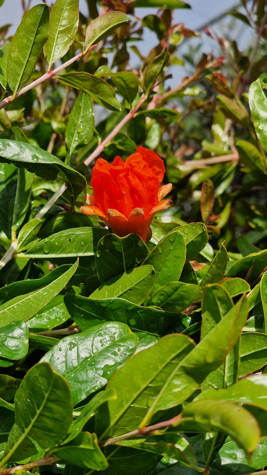 Grenadier (Punica Granatum) - Image 4