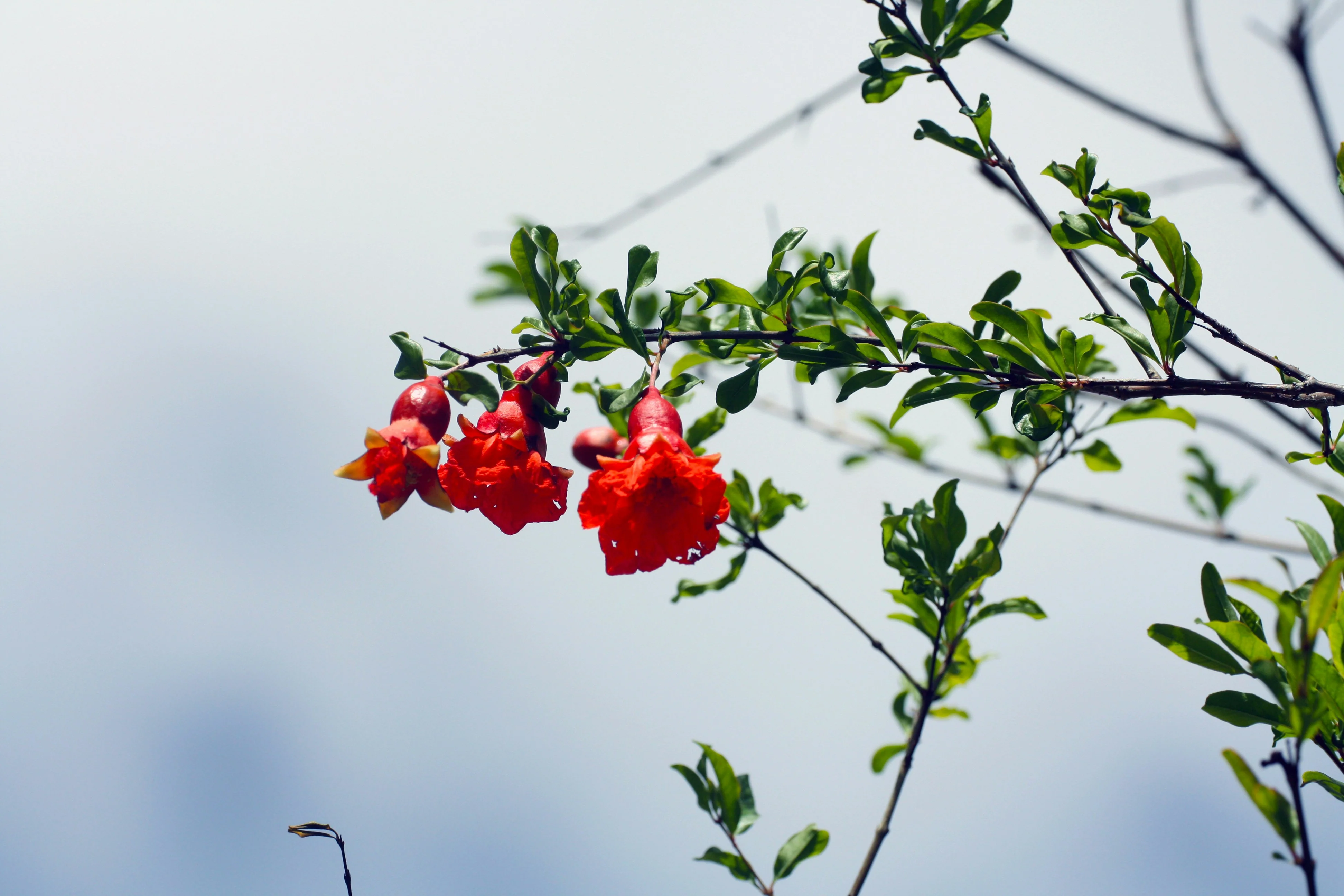 Grenadier (Punica Granatum) - Image 5