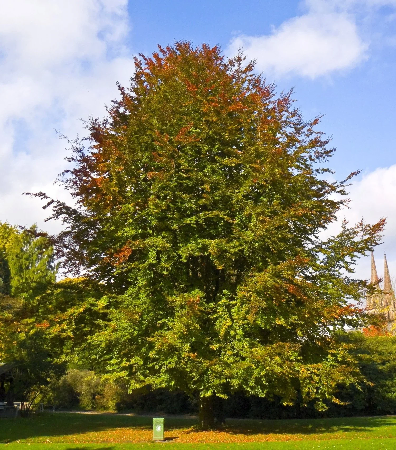 Hêtre Commun - Image 3