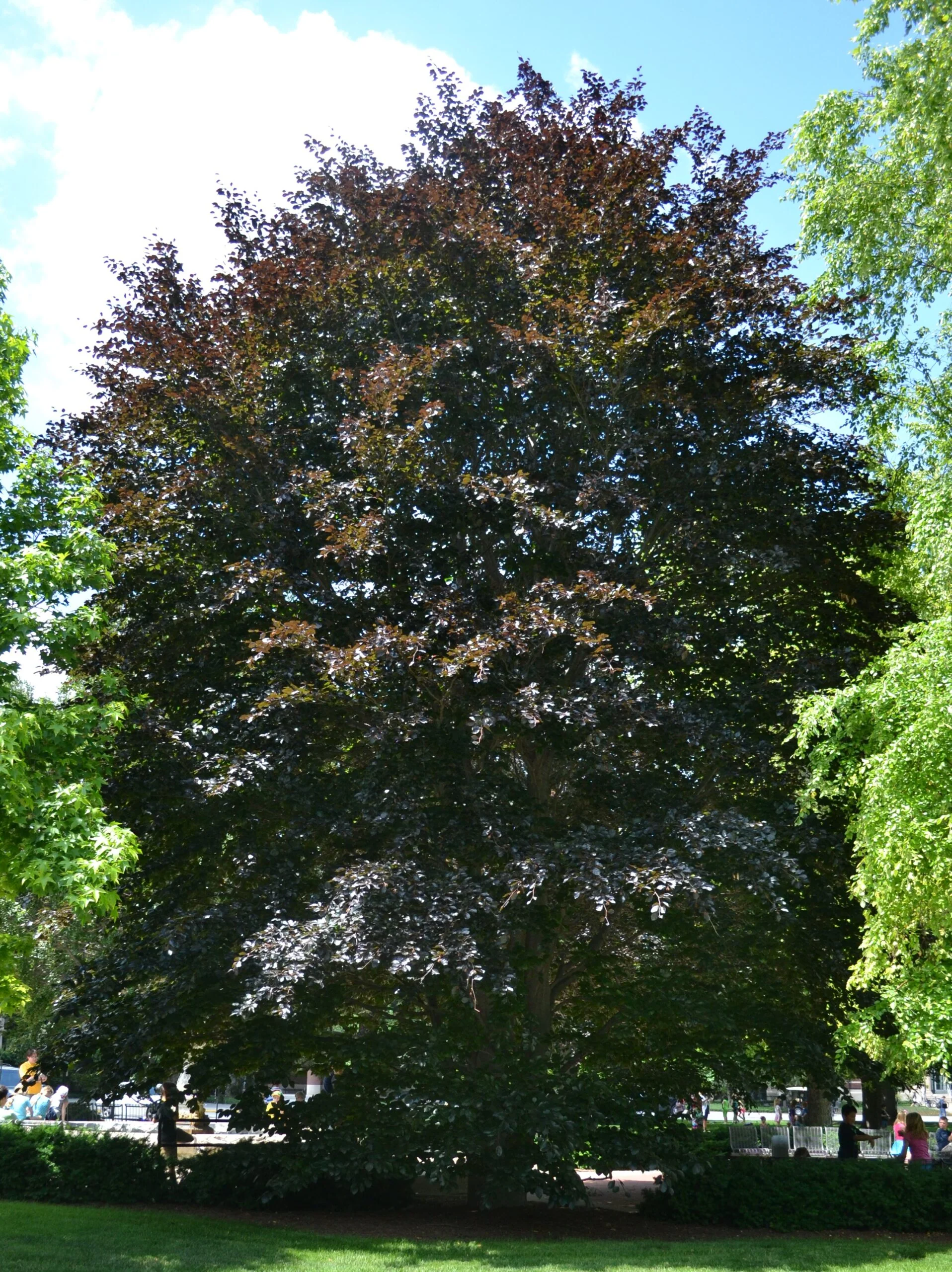 Hêtre à feuilles pourpre (Fagus sylvatica Purpurea) - Image 3