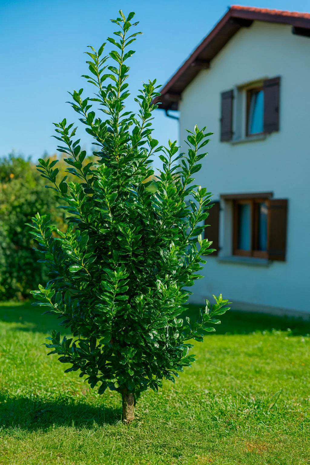 Houx d'ornement en touffe (Ilex Nellie R. Stevens) - Image 3