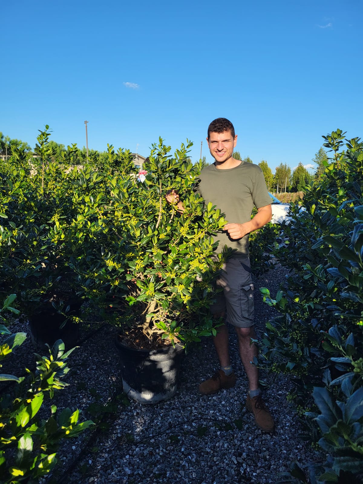 Houx d'ornement en touffe (Ilex Nellie R. Stevens) - Image 4