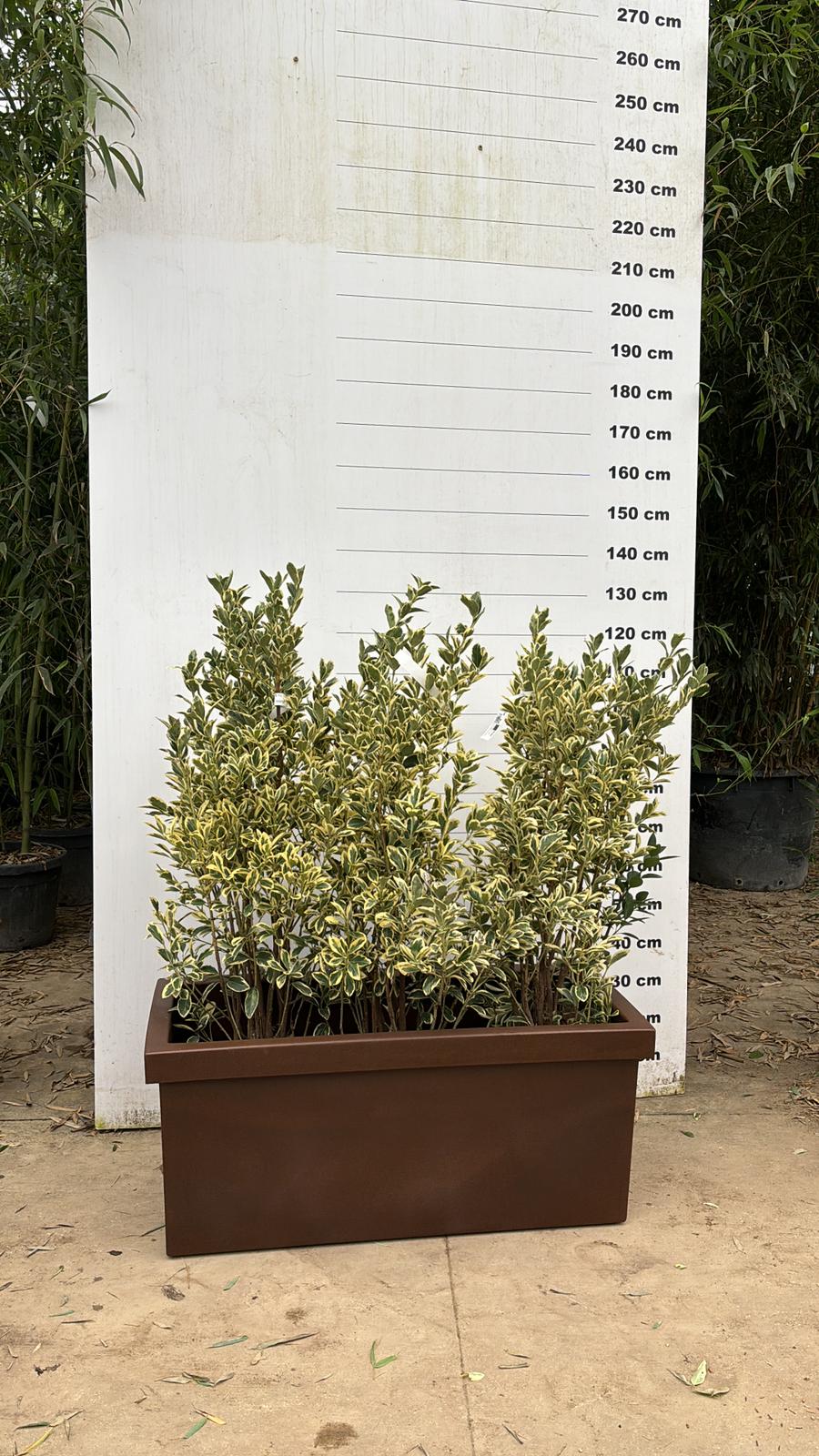 Jardinière Cagliari - 140L - Image 5