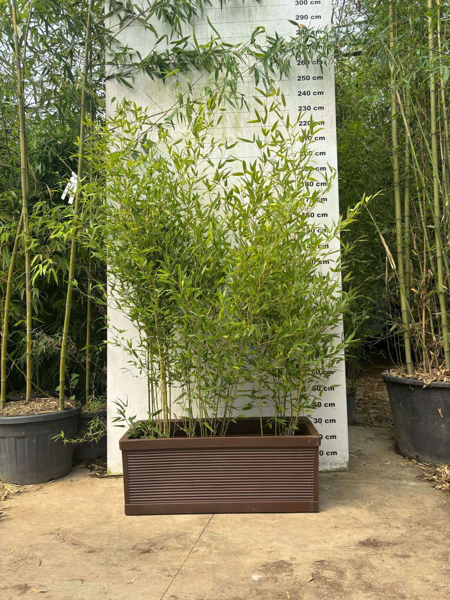 Jardinière Capri - 140L - Image 3