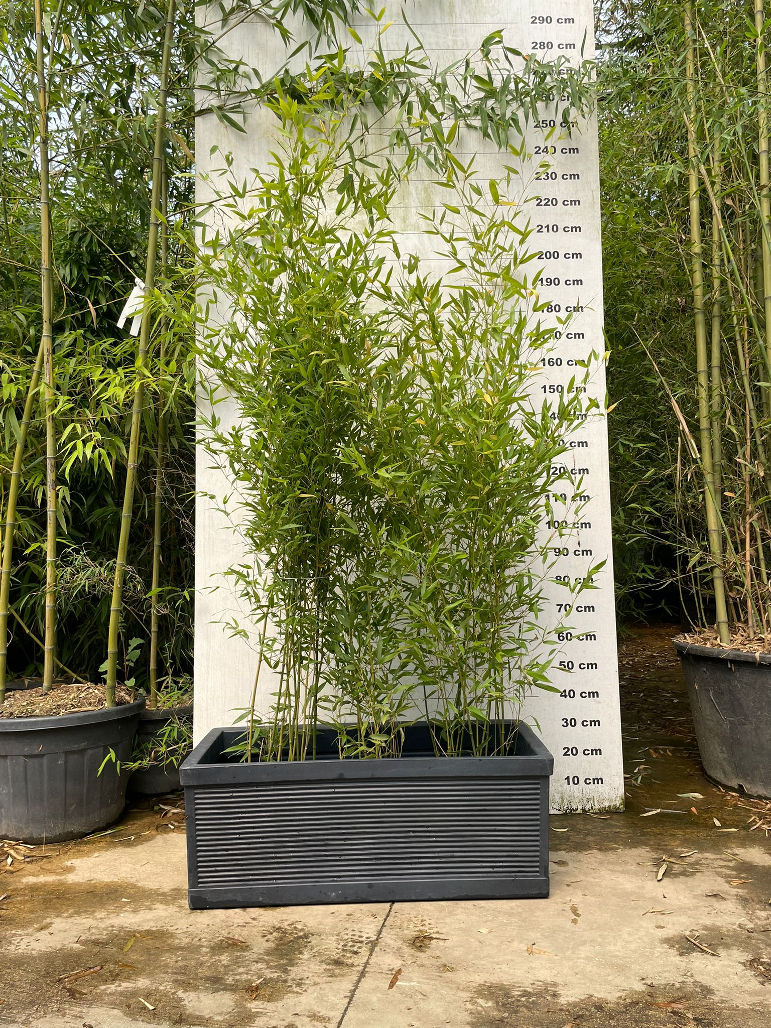 Jardinière Capri - 140L - Image 5