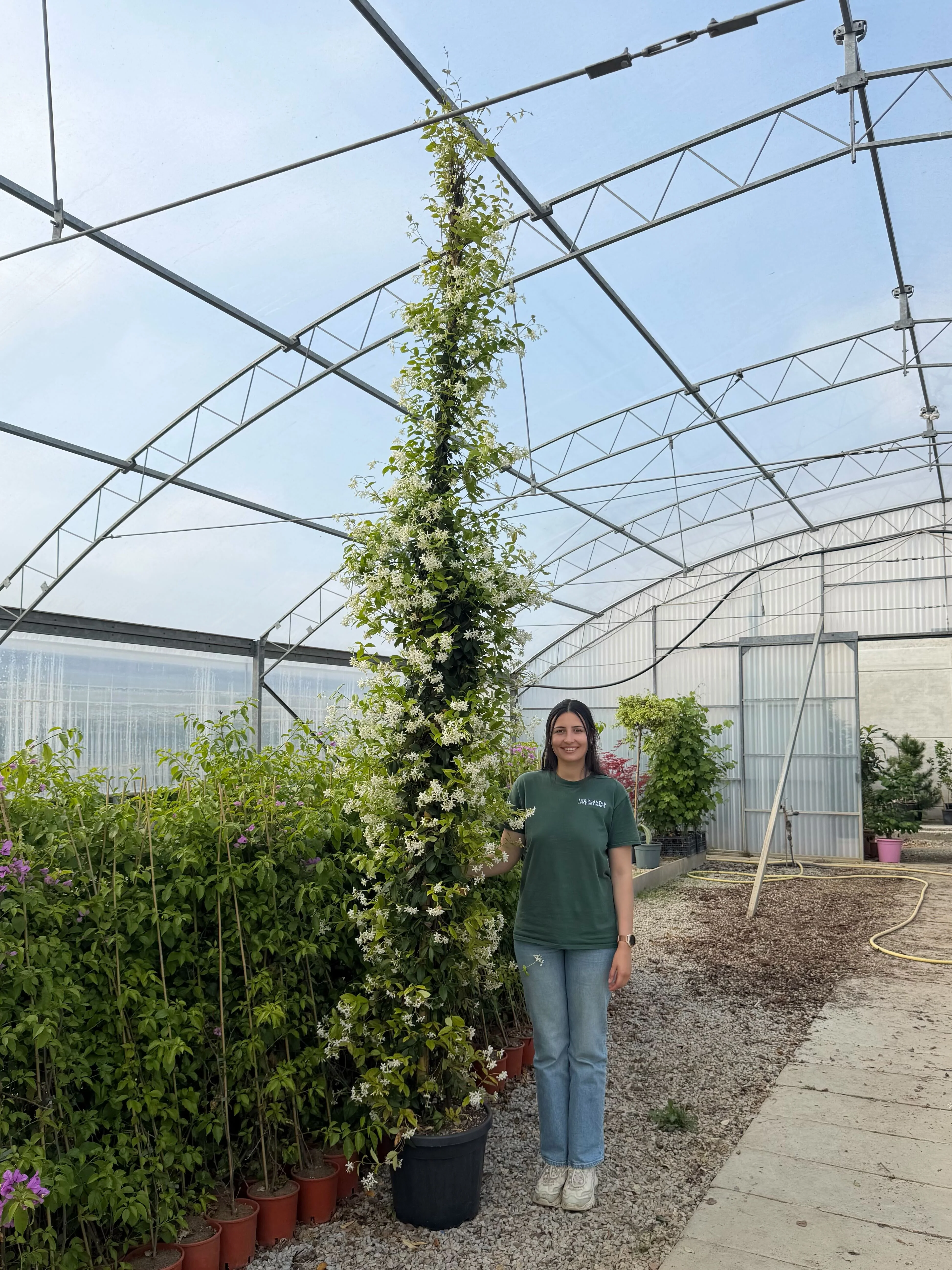 Jasmin Étoilé Grimpant (Trachelospermum Jasminoides) - Image 15