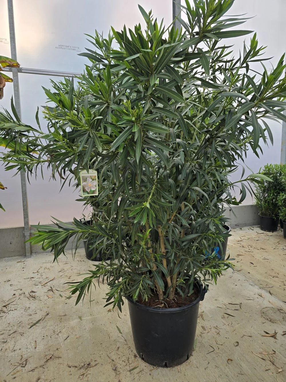 Laurier Rose en touffe (Nerium Oleander) - Image 21