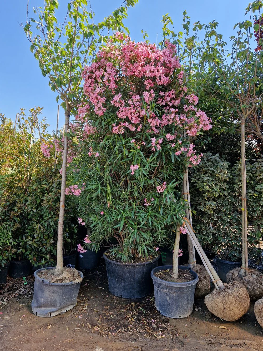 Laurier Rose en touffe (Nerium Oleander) - Image 30