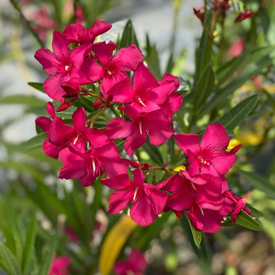 Laurier rose en tige (Nerium Oleander) - Image 2