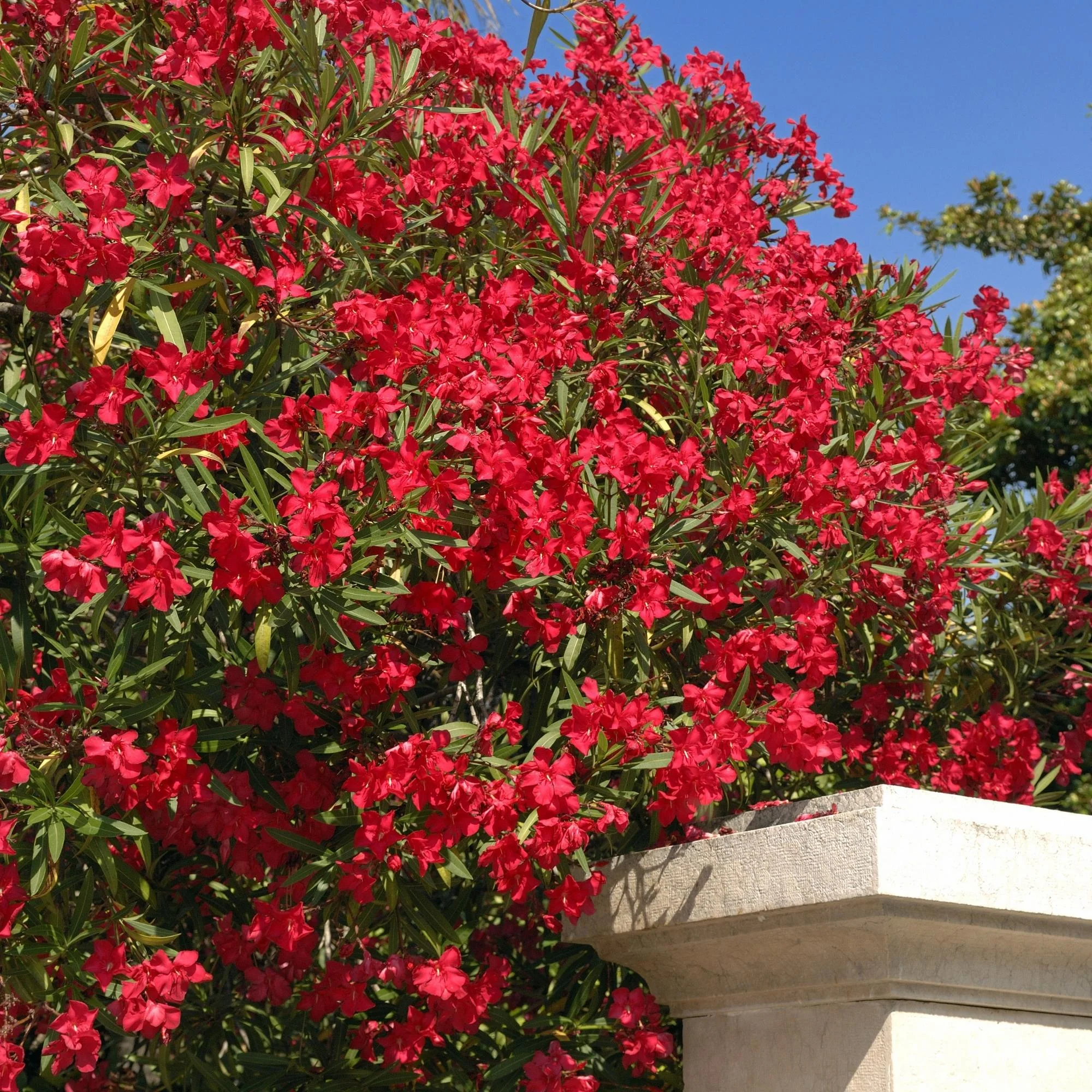 Laurier rose en tige (Nerium Oleander) - Image 6