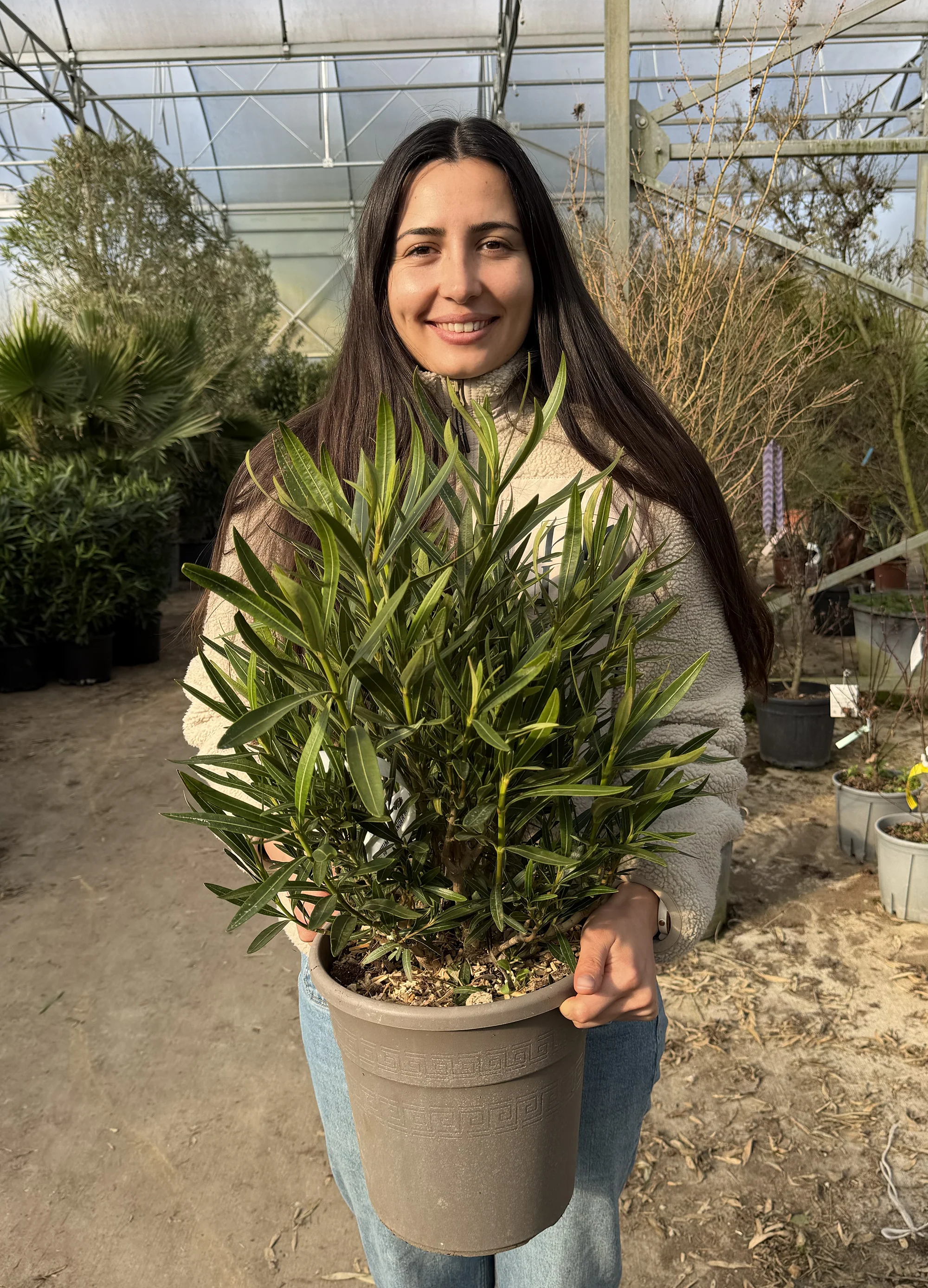 Laurier Rose Nain (Nerium oleander ‘Nana’) - Image 6