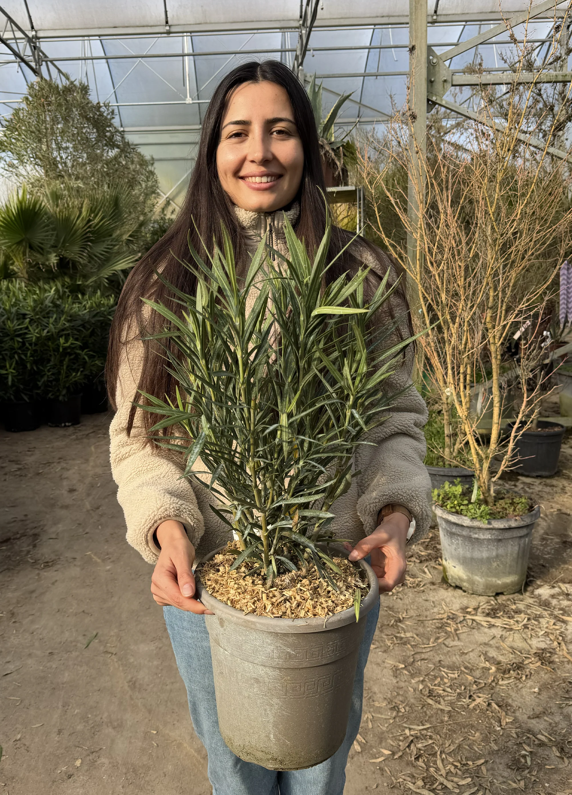 Laurier Rose Nain (Nerium oleander ‘Nana’) - Image 7