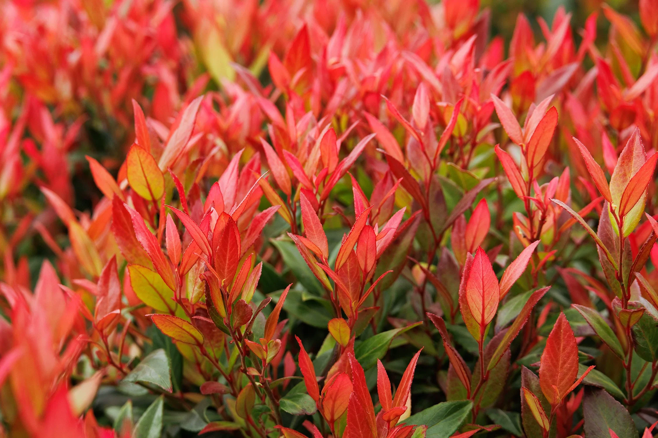 Leucothoé - Image 2