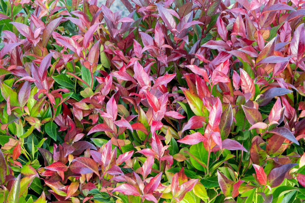 Leucothoé - Image 3