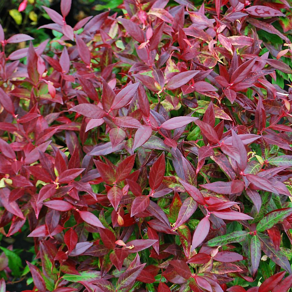Leucothoé - Image 5