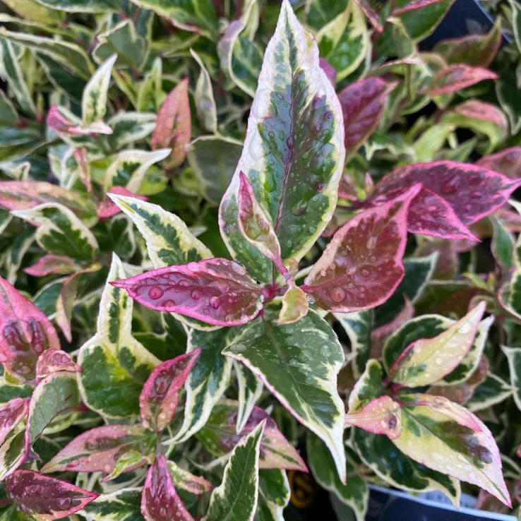 Leucothoé - Image 7