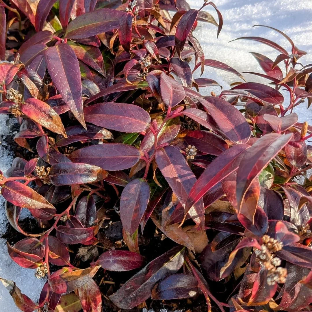 Leucothoé - Image 8